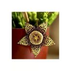 Leş Kaktüsü Köklü Fide Stapelia Orbea