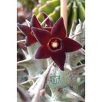 Leş Kaktüsü Özel Tür Bordo Çiçekli Orbea Semitubiflora 8.5 Cm Kırmızı Saksıda