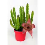 Leş Kaktüsü Stapelia Grandiflora Büyük Boy 8.5 Cm Kırmızı Saksıda