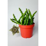 Leş kaktüsü Stapelia Lepida Orbea sarı çiçekli 12 cm saksıda