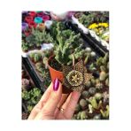 Leş Kaktüsü (Stapelia)
