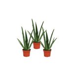 LEVANT Aloe Vera Bitkisi 3'lü Özel Üretim Yüksek Kalite Large Boy