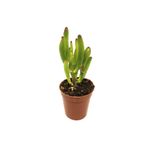 Levant Crassula Gollum Shrek Kulağı