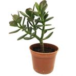 Levant Crassula Ovata Para Ağacı Büyük Boy