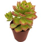 Levant Echeveria Bianca Sukulent Uçları Kırmızı 5,5 cm Saksıda