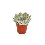 Levant Echeveria Pulidonis Sukulent Lüx Seri