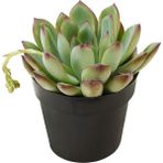 Levant Echeveria Pulidonis