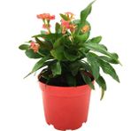 Levant Euphorbia Milii Dikenler Tacı Pembe Çiçek