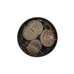 Levant Lithops Hookeri Taş Kaktüs