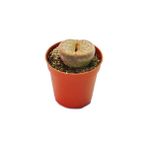 Levant Lithops Living Stone Kaktüs