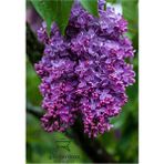Leylak Çiçeği Fidanı 1 Adet Saksılı/Tüplü (30-60 cm) Behçe Peyzaj Bitkisi(Syringa)