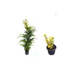 Leylandi Çam Ağacı Fidanı+Altuni Taflan Çit Bitkisi 2'li Set Dış Mekan Bitkileri, SRD04022025BYB864