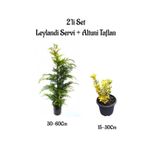 Leylandi Çam Ağacı Fidanı+Altuni Taflan Çit Bitkisi 2'li Set Dış Mekan Bitkileri