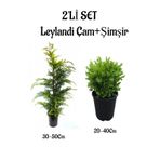 Leylandi Çam Ağacı Fidanı+Çalı Şimşiri 2'li Set Saksılı Dış Mekan Bitkisi, SRD04022025BYB937
