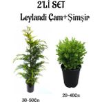 Leylandi Çam Ağacı Fidanı+Çalı Şimşiri 2'li Set Saksılı Dış Mekan Bitkisi