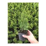 Leylandi Çam Fidanı 10-30cm 30 Adet Tüplü Bahçe Bitkisi Cupressus Leylandii