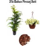 Leylandi Çam FIDANI(30-60CM)+SARI Petunya ÇIÇEĞI(20-30CM)+2LT Curf Dekoratif Taş 3'lü Peyzaj Seti