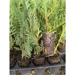 Leylandi Fidanı 10 25 Cm 40 Adet Viyolde Min Boy Cupressus Leylandii
