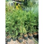 Leylandi Fidanı 40-60 Cm 5 Adet