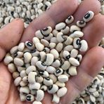 Lezzetli Börülce Tohumu-25 Gram