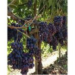 Lezzetli Üzüm Asması Fidanı 30-60 Cm Tüplü Çiçekli Bodur Bitkiler "grapevine"
