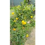 Lider Salep 🍋 Limon Fidanı | Adet | Verimli ve Dayanıklı Limon Ağacı Fidesi 🌿