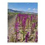 Lider Salep 🌿 Orchis Morio Salep Fidesi | 50 Adet | – Organik Salep Bitkisi & Doğal Salep Yumrusu 🌱