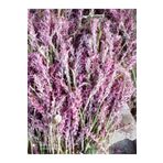 Lider Salep 🌿 Orchis Sancta Salep Fidesi | 100 Adet | – Doğal Salep Fidanı & Organik Yetiştiricilik 🌱