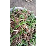 Lider Salep 🌱 Serapias Salep Fidesi | 100 Adet | Yüksek Verimli Salep Fidanı ve Salep Yumrusu