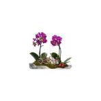 Lidyahan Store Dal Mini Mor Orkide & Gri Roda Beton Saksıda Hediyelik Canlı Çiçek BALFLOWERDESİGN-2309