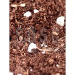 Lidyahan Store Mix Ithal Torf Cocopeat Perlit Özel Karışım Saksı Harcı Çiçek ve Bitki Toprağı 5 Lt