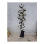 Life Botanik Keçiboynuzu (harnup) Fidanı 75 Cm Ve Üzeri Tüplü Kaliteli
