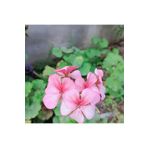 Lightpink Pembe Sardunya Çiçeği Fidesi 10-20 cm