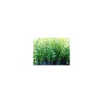 Ligüstrüm Lüküstürüm Ligustrum Japonica Kurtbağrı Fidanı 10-20 Cm