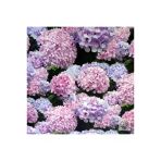 Lila Ortanca Fidanı 10-20 Cm
