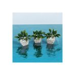 Lilac Home Yapay Çiçek DIY 3`lü Kübik Saksıda Podocarpus Bitkisi