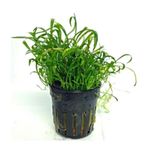 Lilaeopsis Novaezelandiae Saksı Canlı Bitki