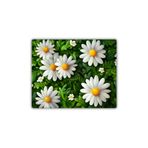 lili hediyelik Mousepad Yağlı Boya Papatya Baskılı 18x22 cm Desenli, LH793264790821312312