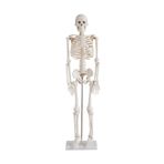 Limmy insan iskeleti modeli 45 cm