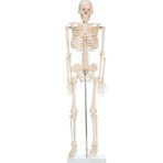 Limmy iskelet insan modeli 85 cm - 1 Adet