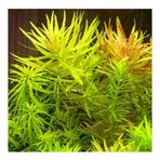Limnophila Aromatica Saksı Canlı Bitki