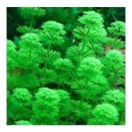 Limnophila Heterophylla Saksı Canlı Bitki
