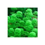 Limnophila Heterophylla Saksı Canlı Bitki