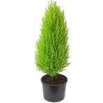 Limon Çamı Servi Fidanı 30-60 cm