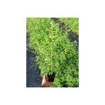 Limon Çiçeği Melisa Fidanı 10-20 Cm