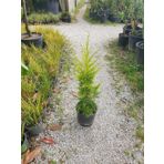 Limon Kokulu Limoni Servi Çam Fidanı 30-50 Cm