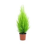 Limon Kokulu Limoni Servi Cupressus Ev Ofis Salon Çamı 30-40 cm