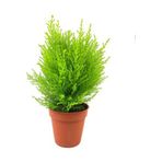Limon Kokulu Limoni Servi Fidanı Limoni Servi Çam Ağacı 40-60 Cm