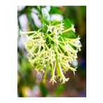 Limon Kokulu Melisa Fidanı 10-20 Cm