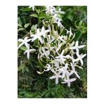 Limon Kokulu Yasemin Çiçeği Fidanı Kokulu Ful Yasemin Çiçeği 40-80Cm